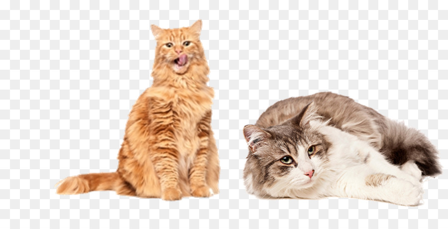 Gatos，Mascotas PNG