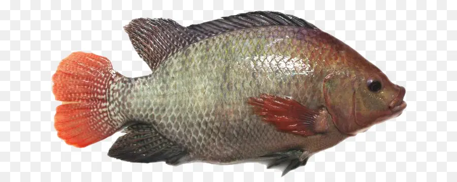 Tilapia，Estupendo PNG