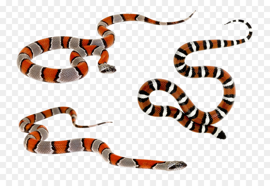 Kingsnakes，La Serpiente PNG