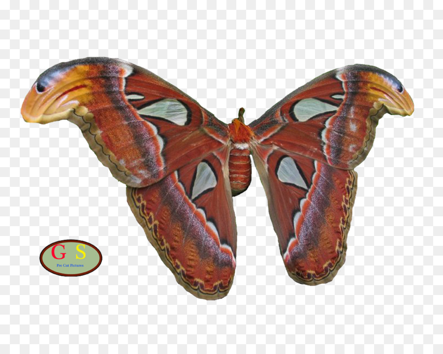 Gusano De Seda，Las Mariposas Y Las Polillas PNG