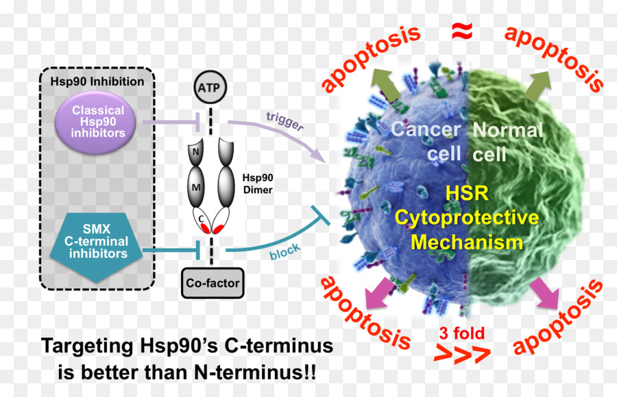 Inhibidor De Hsp90，Cáncer PNG