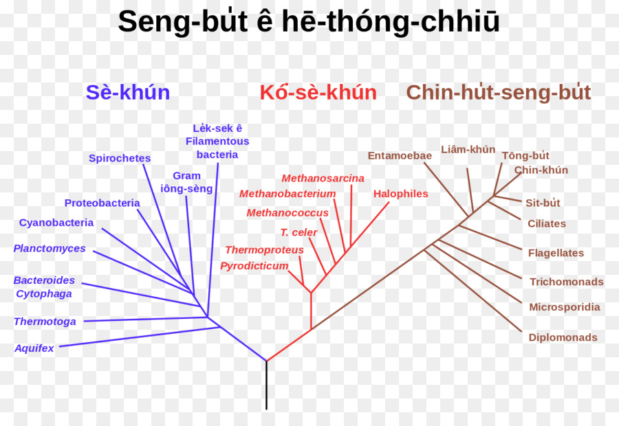 Árbol Filogenético，La Filogenia PNG