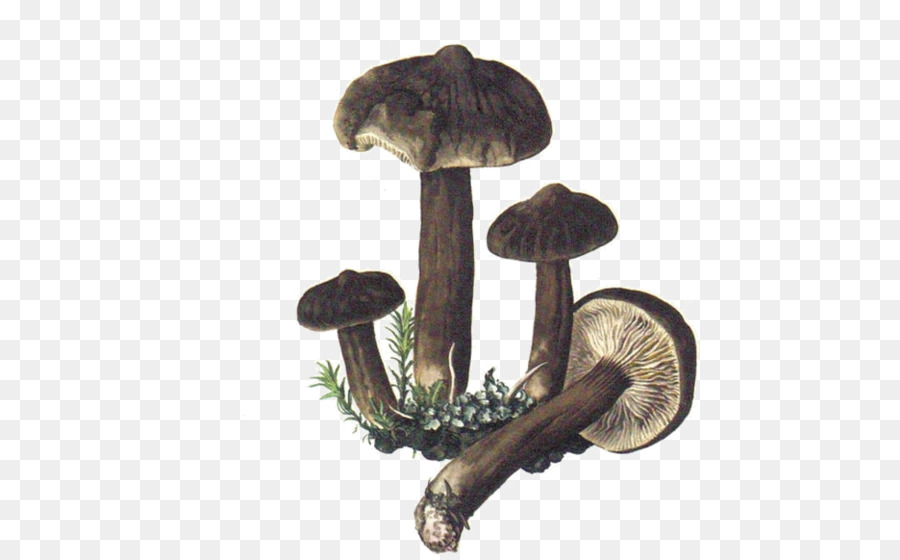 Shiitake，Seta PNG