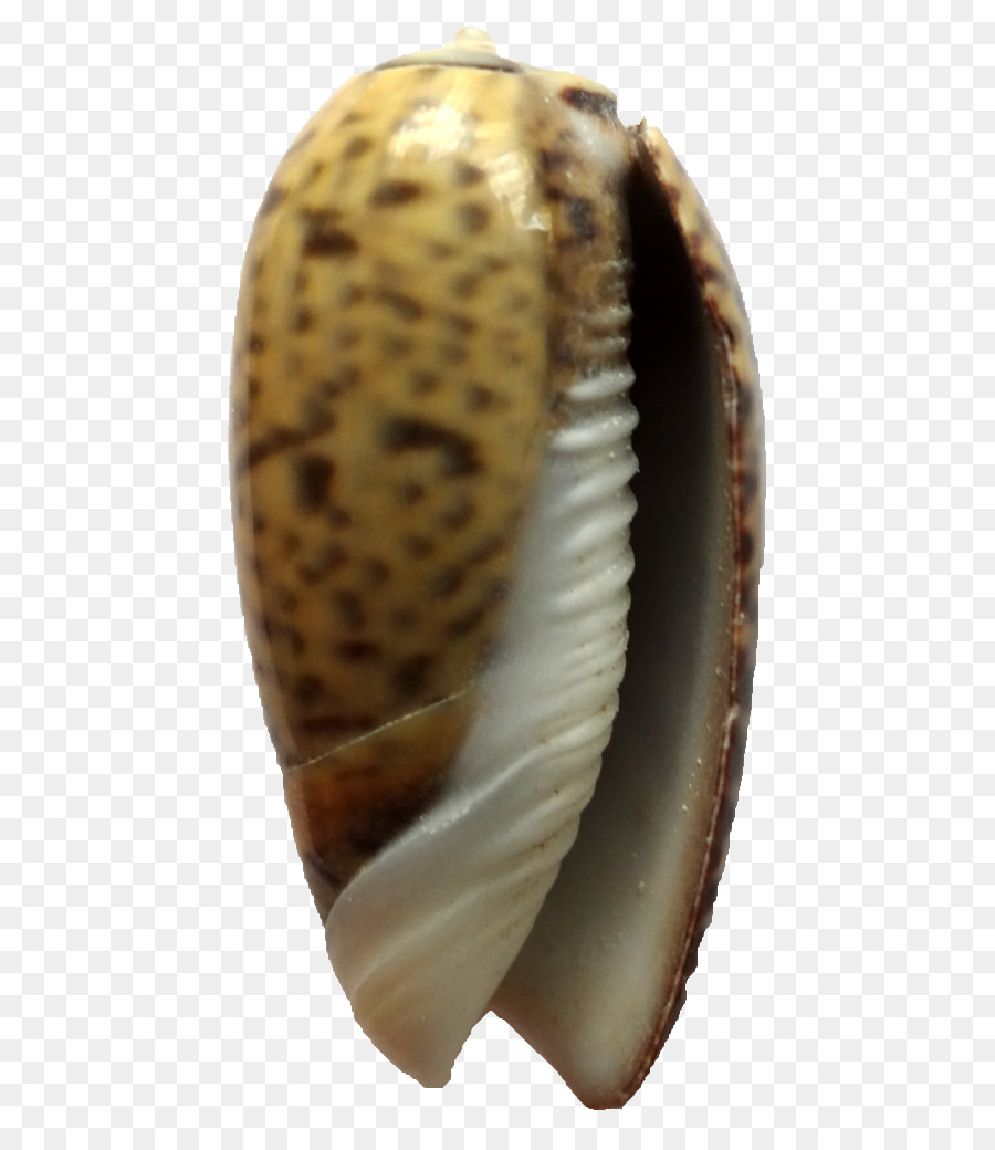 Berberecho，Conchology PNG