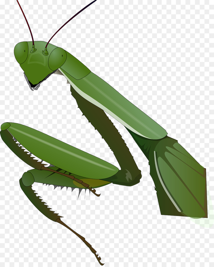 Mantis Religiosa，Verde PNG