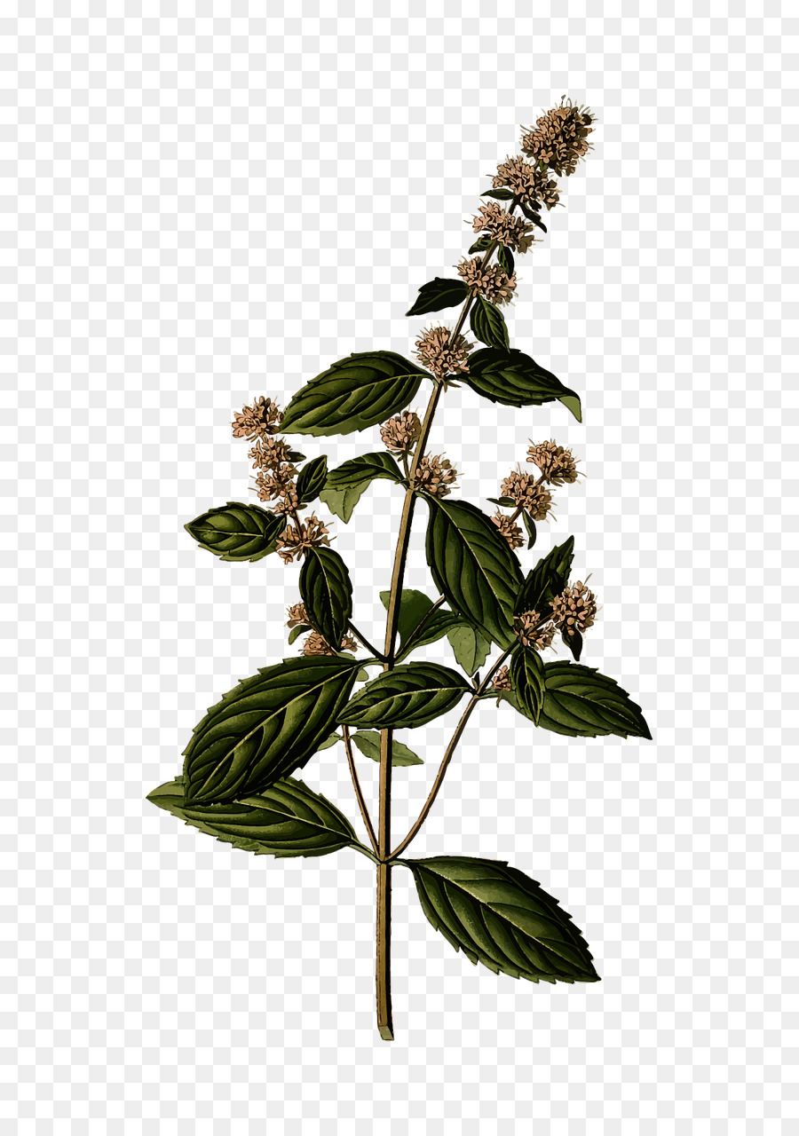 Planta De Menta，Hierba PNG