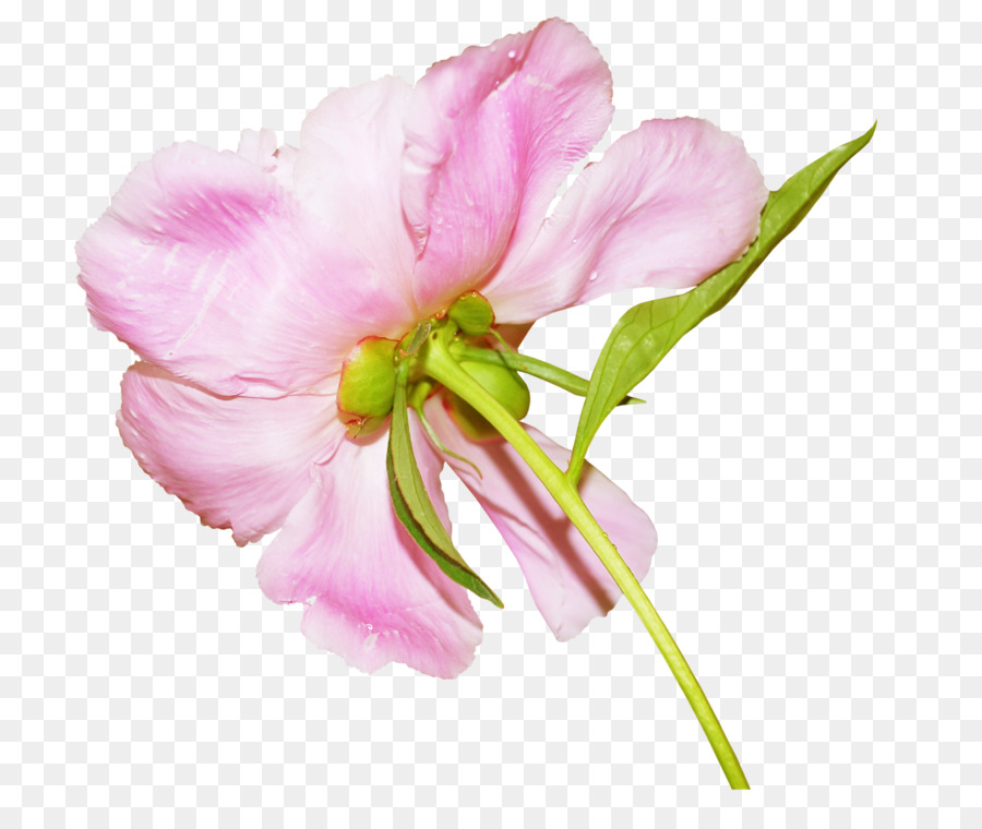 Flor Rosa，Floración PNG