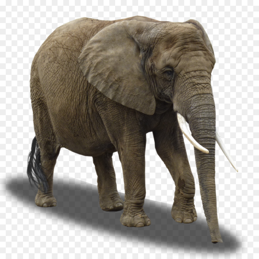 León，El Elefante Africano PNG