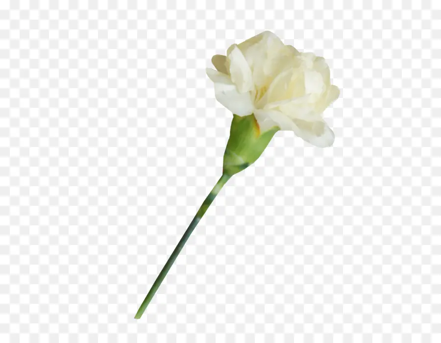 Blanco，Clavel PNG