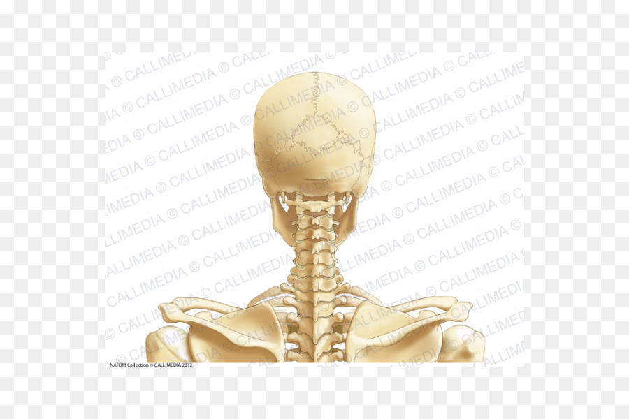 Triángulo Posterior Del Cuello，Anatomía De La Cabeza Y El Cuello PNG