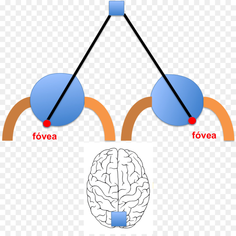 Diplopía，La Visión Binocular PNG