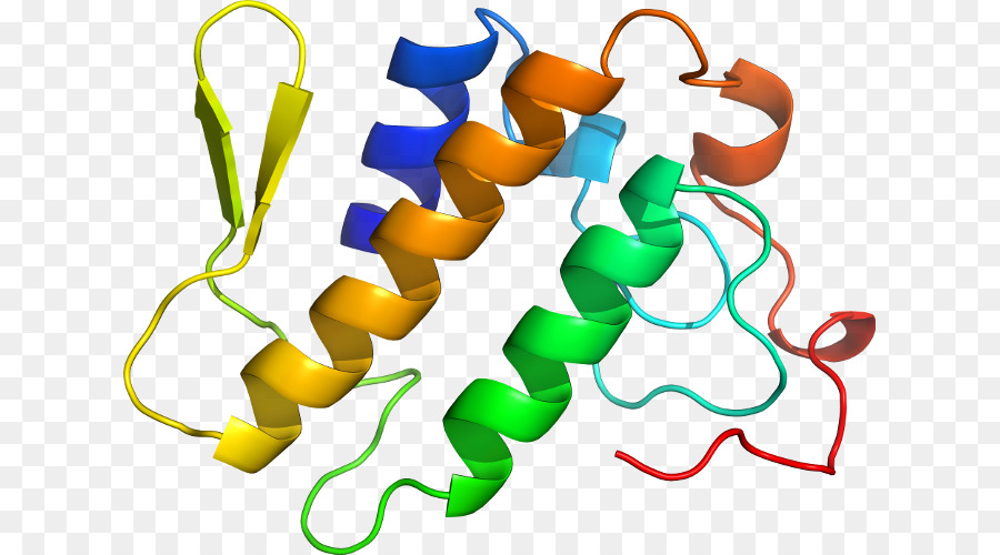 Hélice De Proteína，Molécula PNG