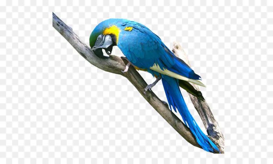 Loro，Aves PNG