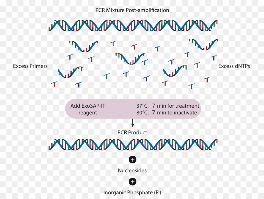 Reacción En Cadena De Polimerasa，Exonucleasa PNG