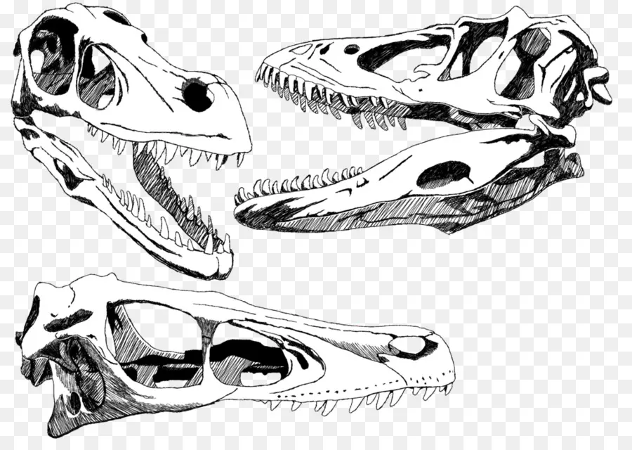 Cráneos De Dinosaurios，Huesos PNG