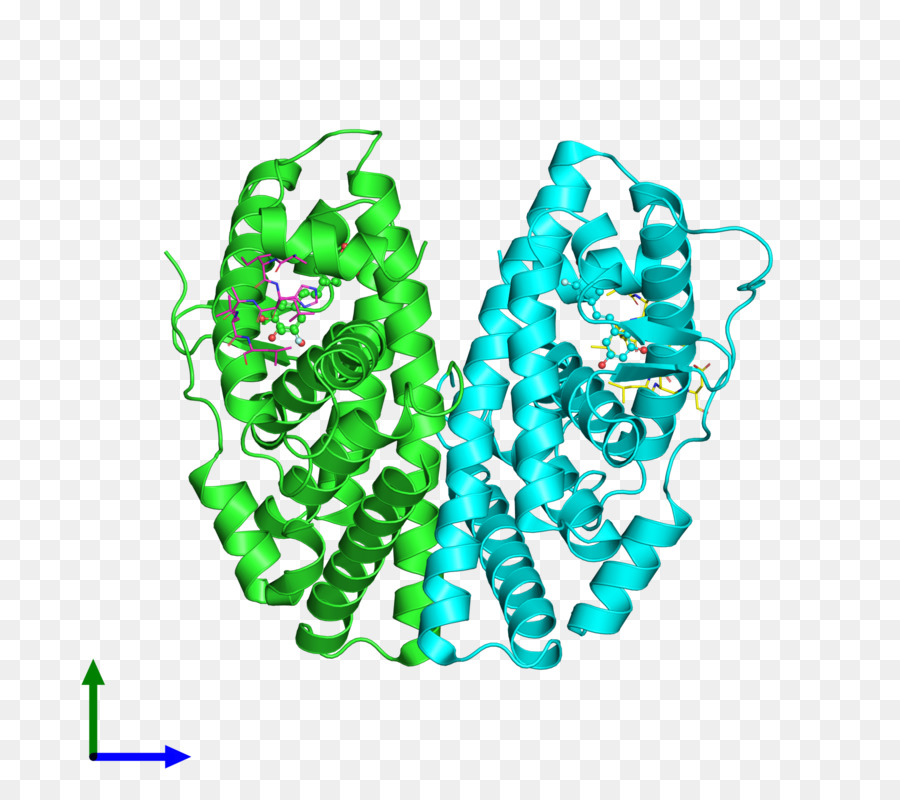 Estructura Proteica，Molécula PNG