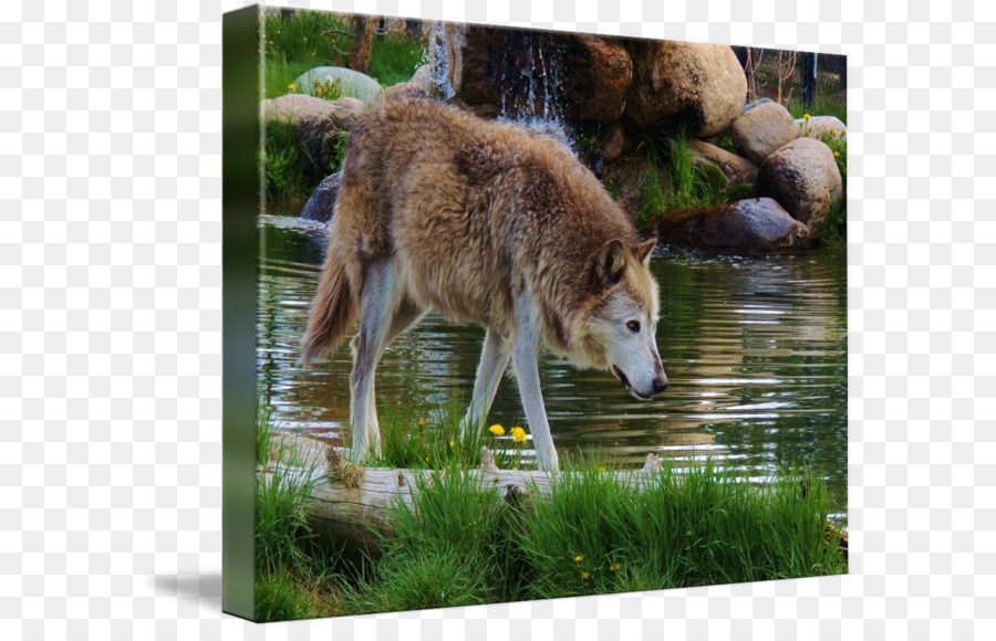 Saarloos Lobo，Perro Lobo Checoslovaco PNG