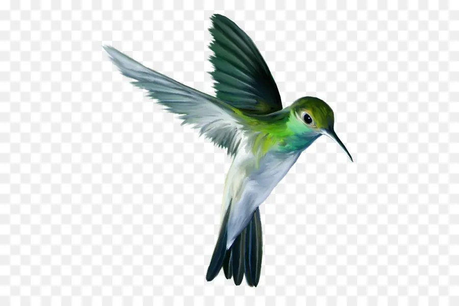 Colibrí，Aves PNG