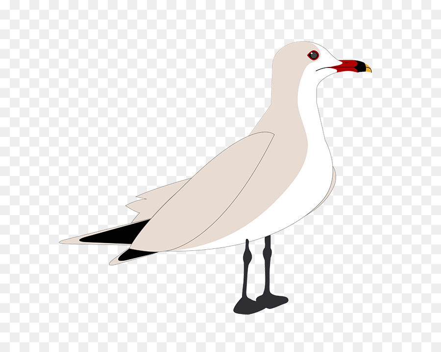 Gaviota，Blanco PNG