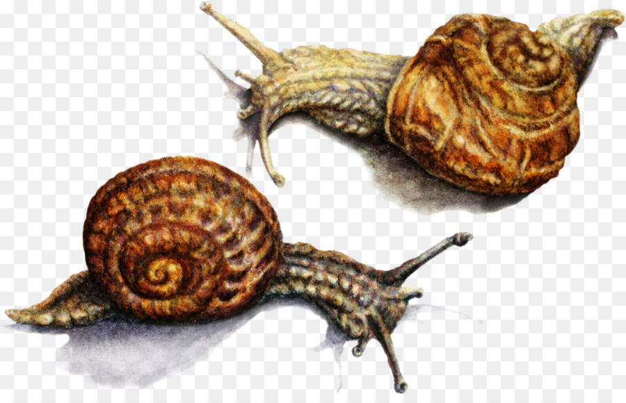 Caracol Marrón，Caparazón PNG