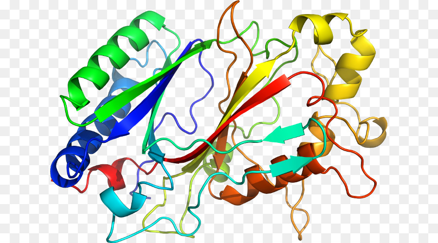 Estructura De La Proteína，Molécula PNG