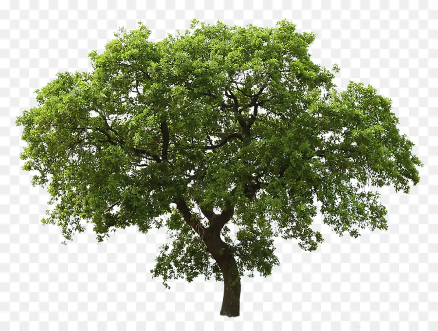 árbol，Verde PNG