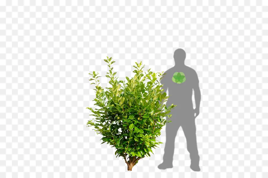 Arbusto Verde，Árbol PNG