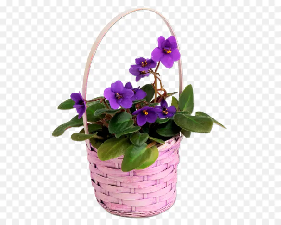 Pansy，Violeta PNG