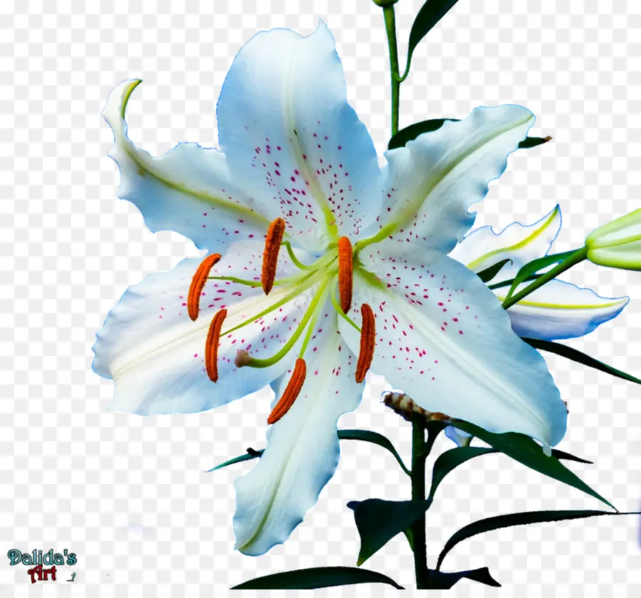 Tiger Lily，Flor PNG