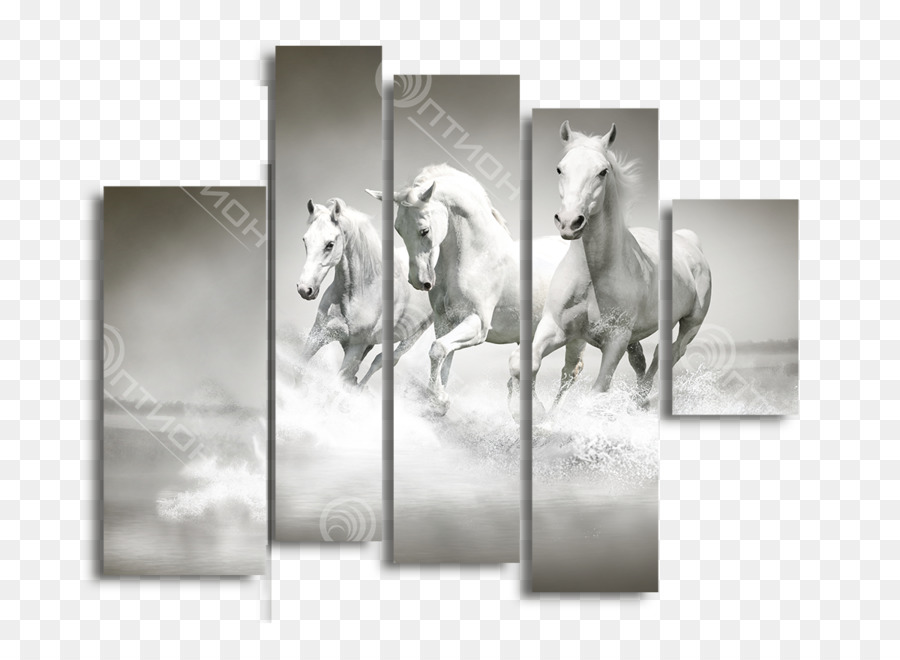 Caballos Blancos，Correr PNG