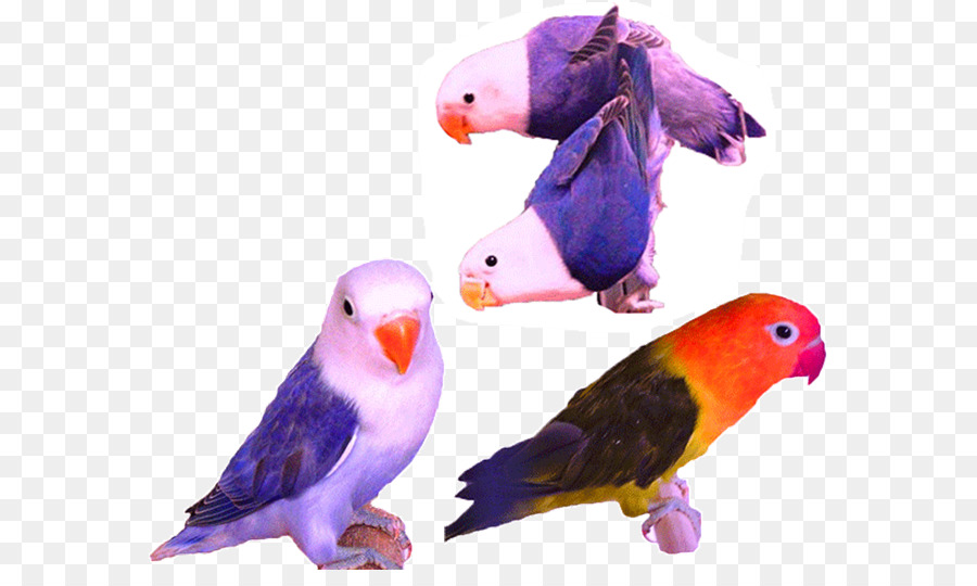 Budgericar，Aves PNG