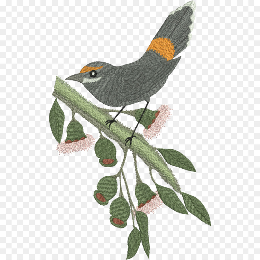 Aves，Rufo Cola En Forma De Abanico PNG