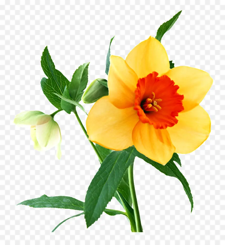 Narciso，Flor PNG