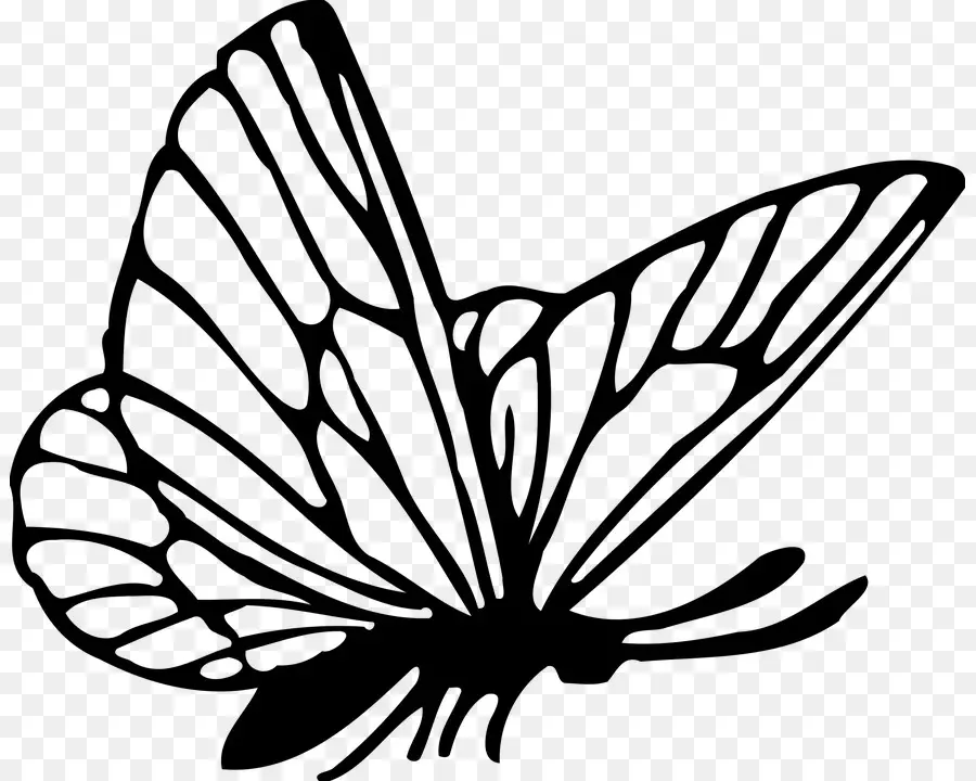 Mariposa，Dibujo PNG