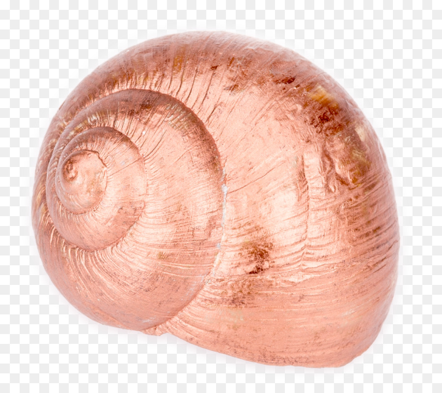 Báltico Macoma，Berberecho PNG