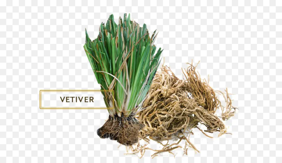 Vetiver，Aceite Esencial PNG