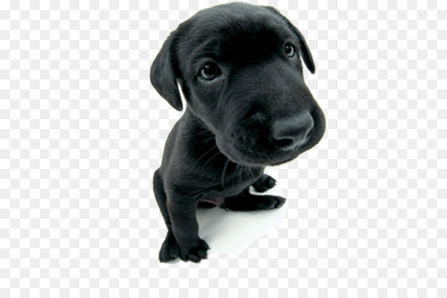 Cachorro，Labrador Retriever PNG