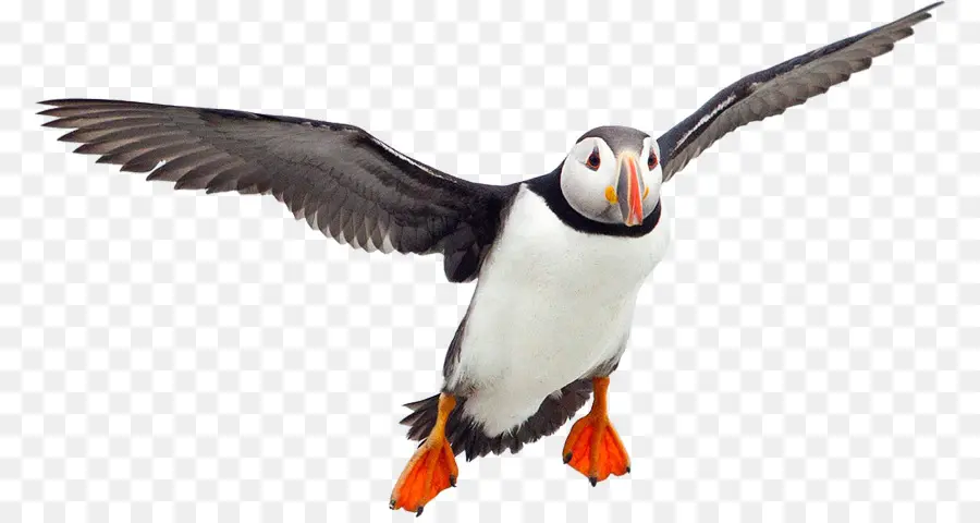 Puffin，Aves PNG