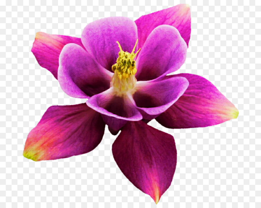 Flor，Púrpura PNG