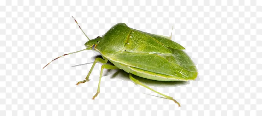 Insecto Verde，Antenas PNG