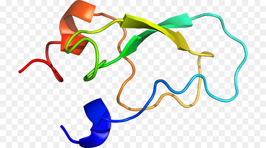 Estructura De La Proteína，Biología PNG