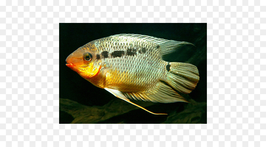 La Tilapia，Acuarios PNG