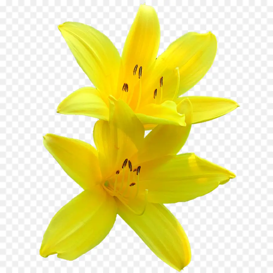 Lilium，Amarillo PNG