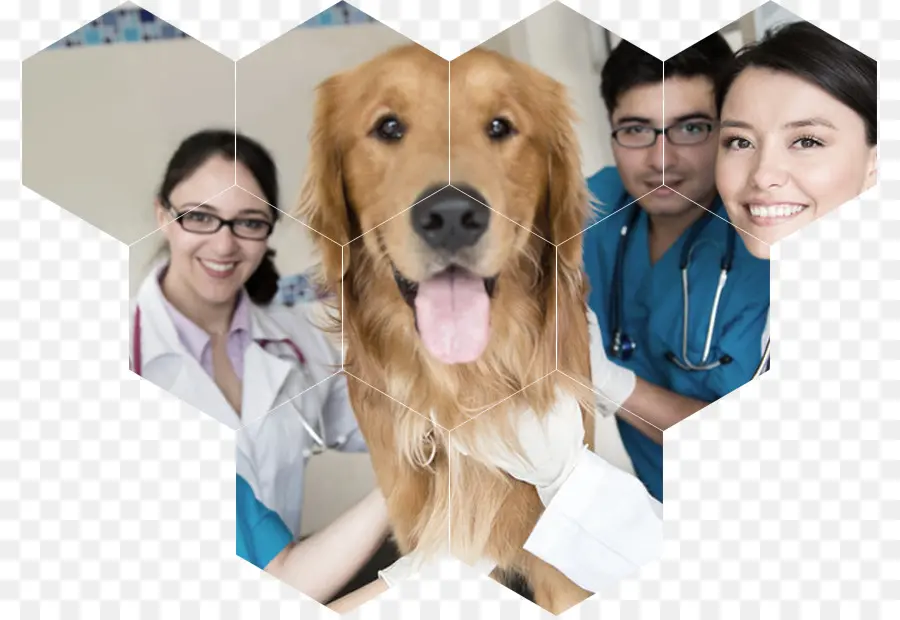 Perro，Veterinarios PNG