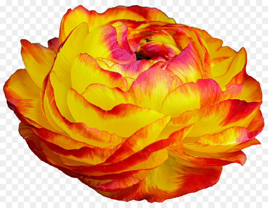 Clavel Naranja，Florecer PNG