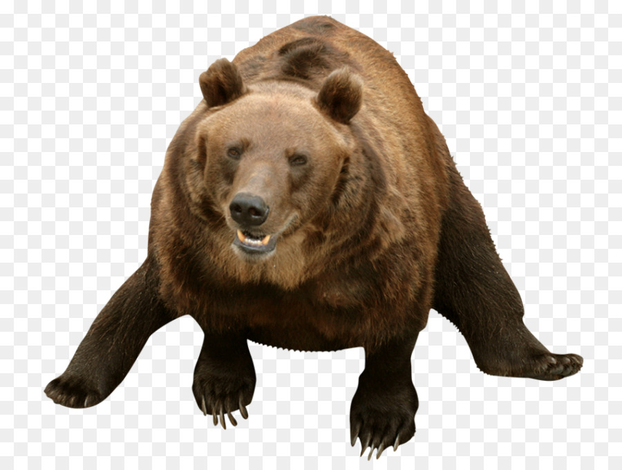Grizzly Bear，Oso PNG