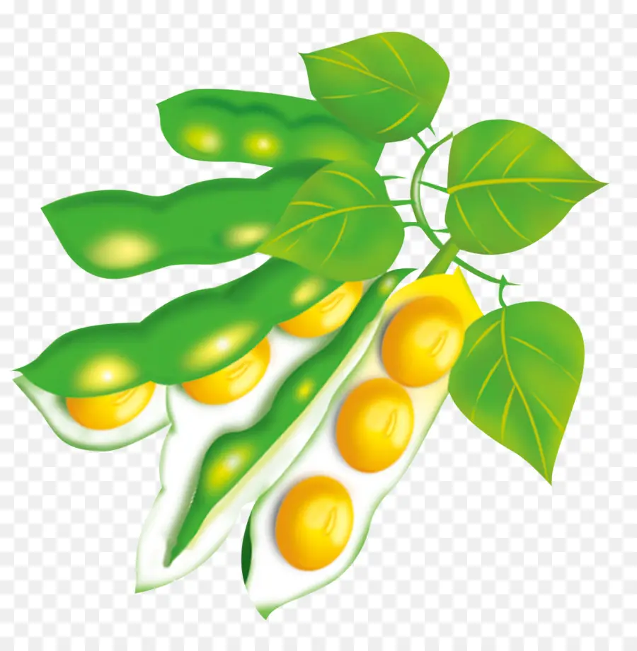 Planta De Soja，Hojas PNG