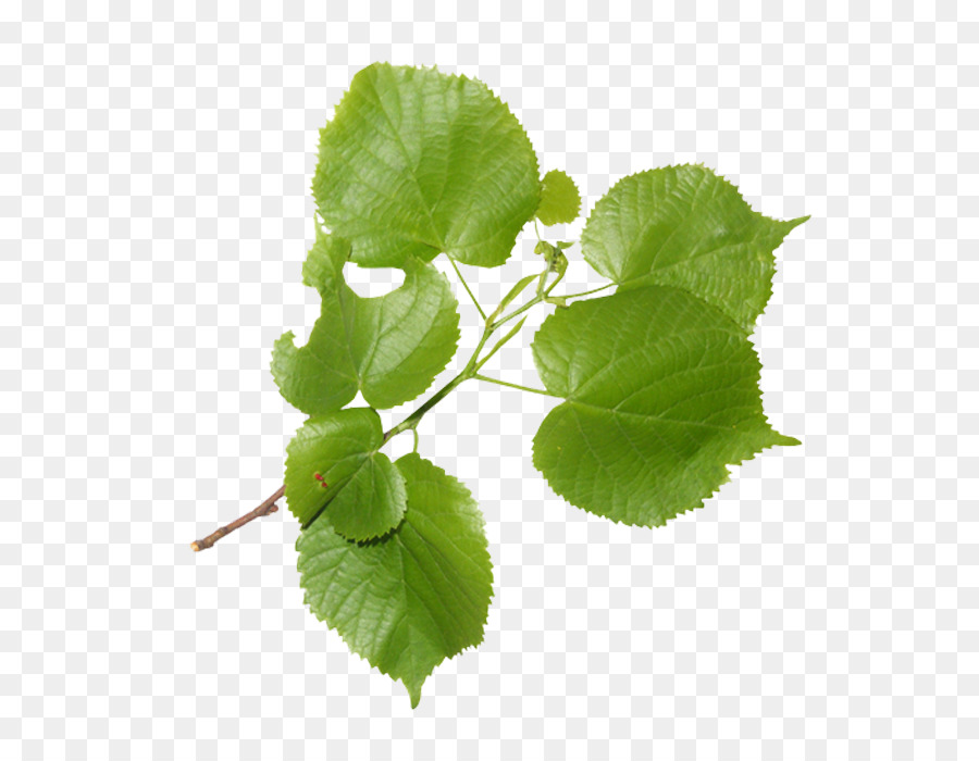 Hoja，Árbol PNG