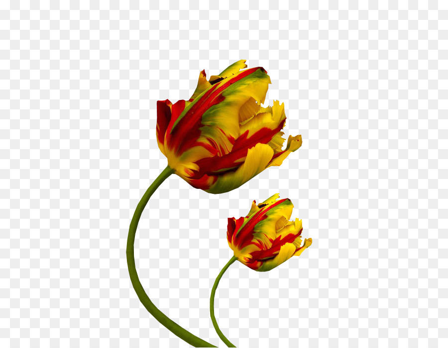 Tulip，Flor PNG