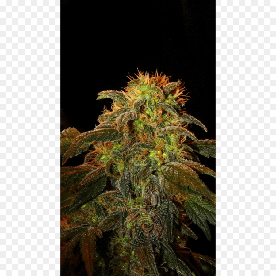 Kush，Cultivar PNG